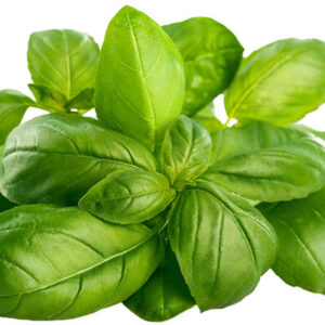 Basil