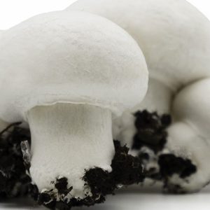 Champignon mushrooms