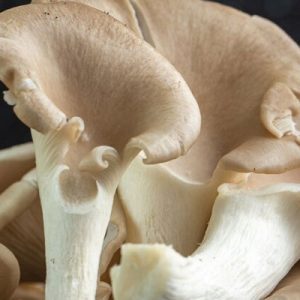 Pleurotus Mushrooms