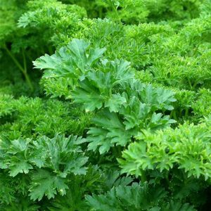 Parsley