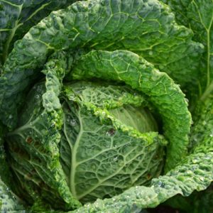 Savoy Cabbage